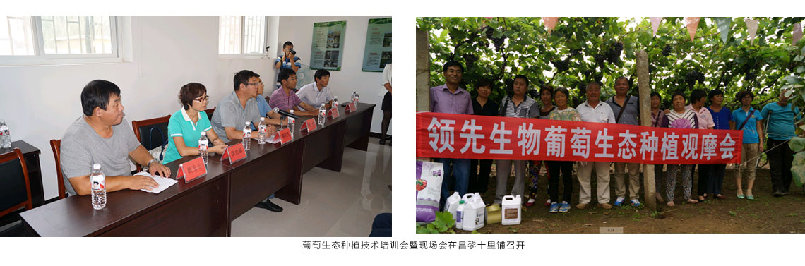 DG真人生物公司在昌黎十里铺召开葡萄生态种植技术培训会暨现场会 DG真人生物公司在昌黎十里铺召开葡萄生态种植技术培训会暨现场会