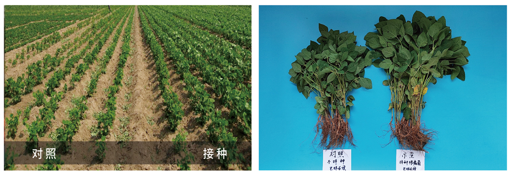 DG���������ƽ���������Ӧ�������󶹲�������