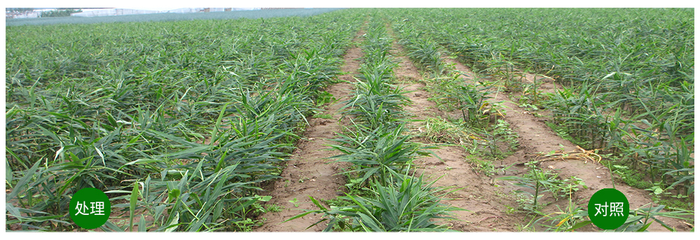 DGÕæÈËÉúÎïÔËÓÃÉúÎï¼¼ÊõÏûÃð¡°¶¾´ó½ª¡±Óý³ö½¡¿µ´ó½ª DGÕæÈËÉúÎïÔËÓÃÉúÎï¼¼ÊõÏûÃð¡°¶¾´ó½ª¡±Óý³ö½¡¿µ´ó½ª