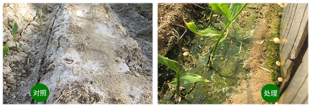 DGÕæÈËÉúÎïÔËÓÃÉúÎï¼¼ÊõÏûÃð¡°¶¾´ó½ª¡±Óý³ö½¡¿µ´ó½ª DGÕæÈËÉúÎïÔËÓÃÉúÎï¼¼ÊõÏûÃð¡°¶¾´ó½ª¡±Óý³ö½¡¿µ´ó½ª