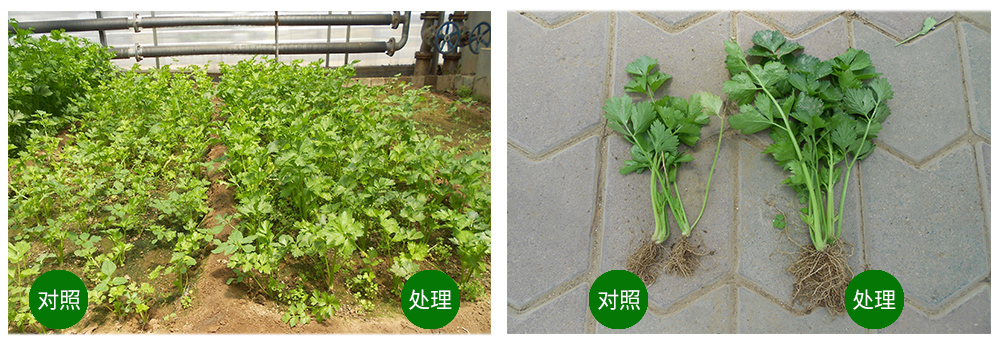 DG�������ﺣ����������ԡ������Ӫ��