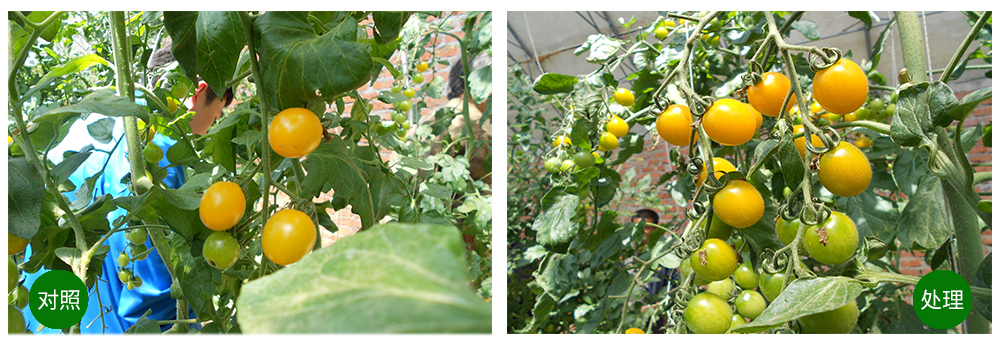 DG�������ﺣ����������ԡ������Ӫ��