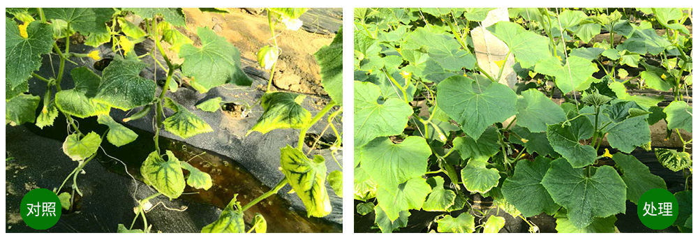 DG�������ﺣ����������ԡ������Ӫ��