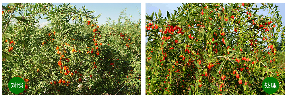 DG真人生物“海藻+氮磷钾+腐植酸”让果树旺起来 DG真人生物“海藻+氮磷钾+腐植酸”让果树旺起来
