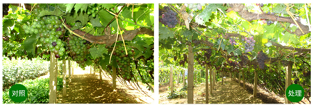 DG真人生物“海藻+氮磷钾+腐植酸”让果树旺起来 DG真人生物“海藻+氮磷钾+腐植酸”让果树旺起来